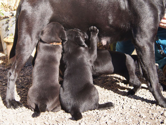 R-Kull 6 weeks
